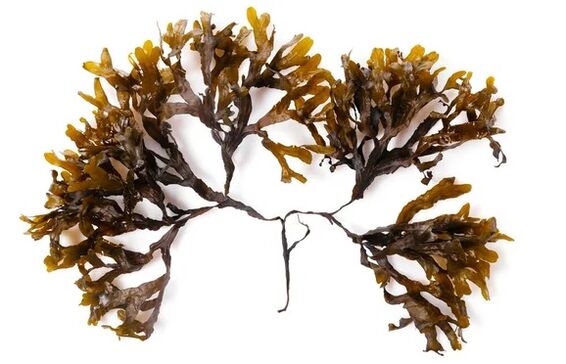 Inno Gialuron contains extract of fucus